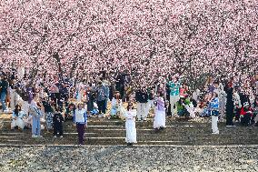 Cherry Blossoms at Zhongshan Botanical Garden in Nanjing