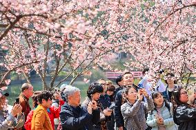 Cherry Blossoms at Zhongshan Botanical Garden in Nanjing