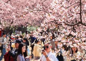 Cherry Blossoms at Zhongshan Botanical Garden in Nanjing