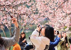 Cherry Blossoms at Zhongshan Botanical Garden in Nanjing