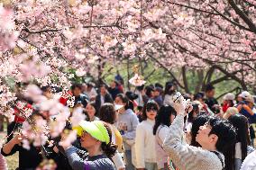 Cherry Blossoms at Zhongshan Botanical Garden in Nanjing