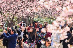 Cherry Blossoms at Zhongshan Botanical Garden in Nanjing