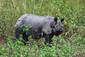 India Wildlife