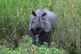 India Wildlife