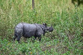 India Wildlife