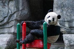 China Chongqing Giant Panda