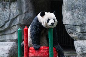 China Chongqing Giant Panda