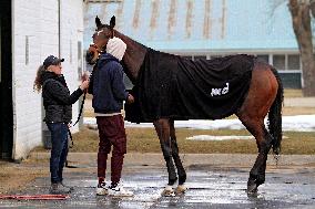 Morning Workouts For Thoroughbred Race Horses At Woodbine Racetrack, Toronto, Canada