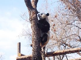 Beijing Zoo Giant Panda