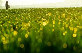 Agricultural Management