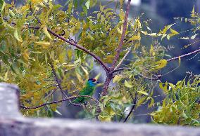 Birds In India