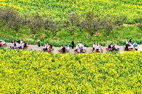 Tourists Eat Hot Pot Among Blooming Rapeseed Flowers in Nanjing