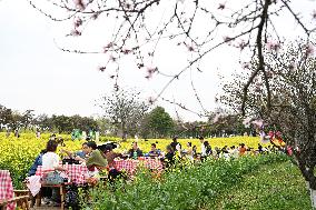 Tourists Eat Hot Pot Among Blooming Rapeseed Flowers in Nanjing