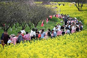 Tourists Eat Hot Pot Among Blooming Rapeseed Flowers in Nanjing