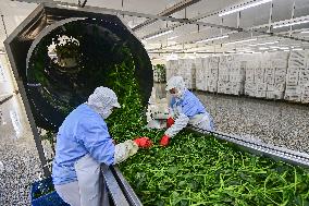 China Manufacturing Industry