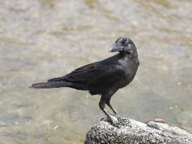 The image of a crow