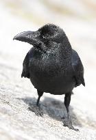 The image of a crow