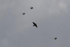 Drone Swarm And Bird Illustrations - France