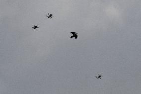 Drone Swarm And Bird Illustrations - France