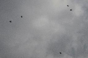 Drone Swarm And Bird Illustrations - France