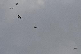 Drone Swarm And Bird Illustrations - France
