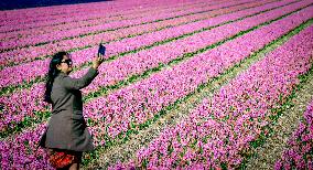 Tulips in the Netherlands