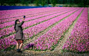 Tulips in the Netherlands