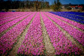 Tulips in the Netherlands
