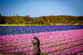 Tulips in the Netherlands
