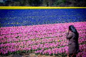 Tulips in the Netherlands