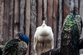 Kharkiv Zoo celebrates International Bird Day