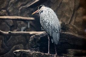 Kharkiv Zoo celebrates International Bird Day