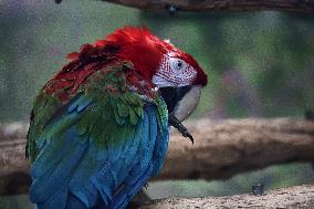Kharkiv Zoo celebrates International Bird Day