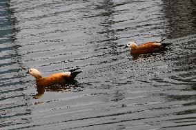 Kharkiv Zoo celebrates International Bird Day