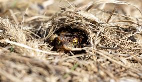 Frog migration