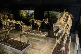 Bogor Zoological Museum In Indonesia