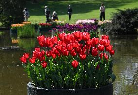 Veronas Floral Awakening - Italy