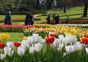 Veronas Floral Awakening - Italy