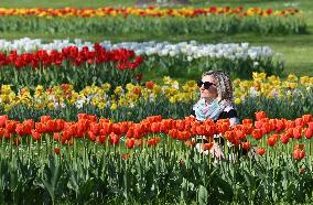 Veronas Floral Awakening - Italy