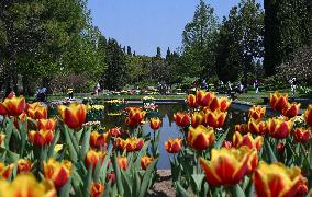 Veronas Floral Awakening - Italy