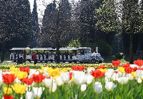 Veronas Floral Awakening - Italy