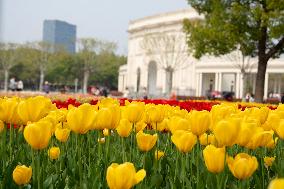 Spring In Shanghai