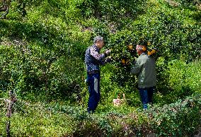 Drone Transport Navel Oranges in Yichang