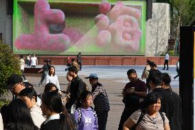 Daily Life During The Qingming Holiday In Shanghai