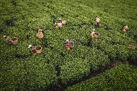 Tea Harvest in Kericho - Kenya