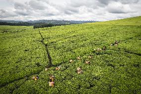 Tea Harvest in Kericho - Kenya
