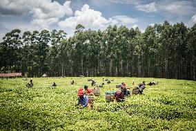 Tea Harvest in Kericho - Kenya