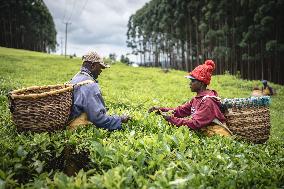 Tea Harvest in Kericho - Kenya