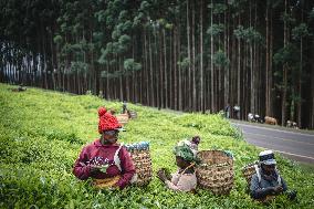 Tea Harvest in Kericho - Kenya