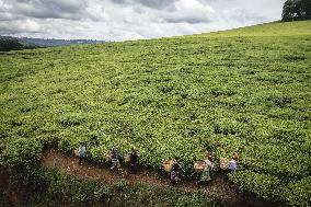 Tea Harvest in Kericho - Kenya